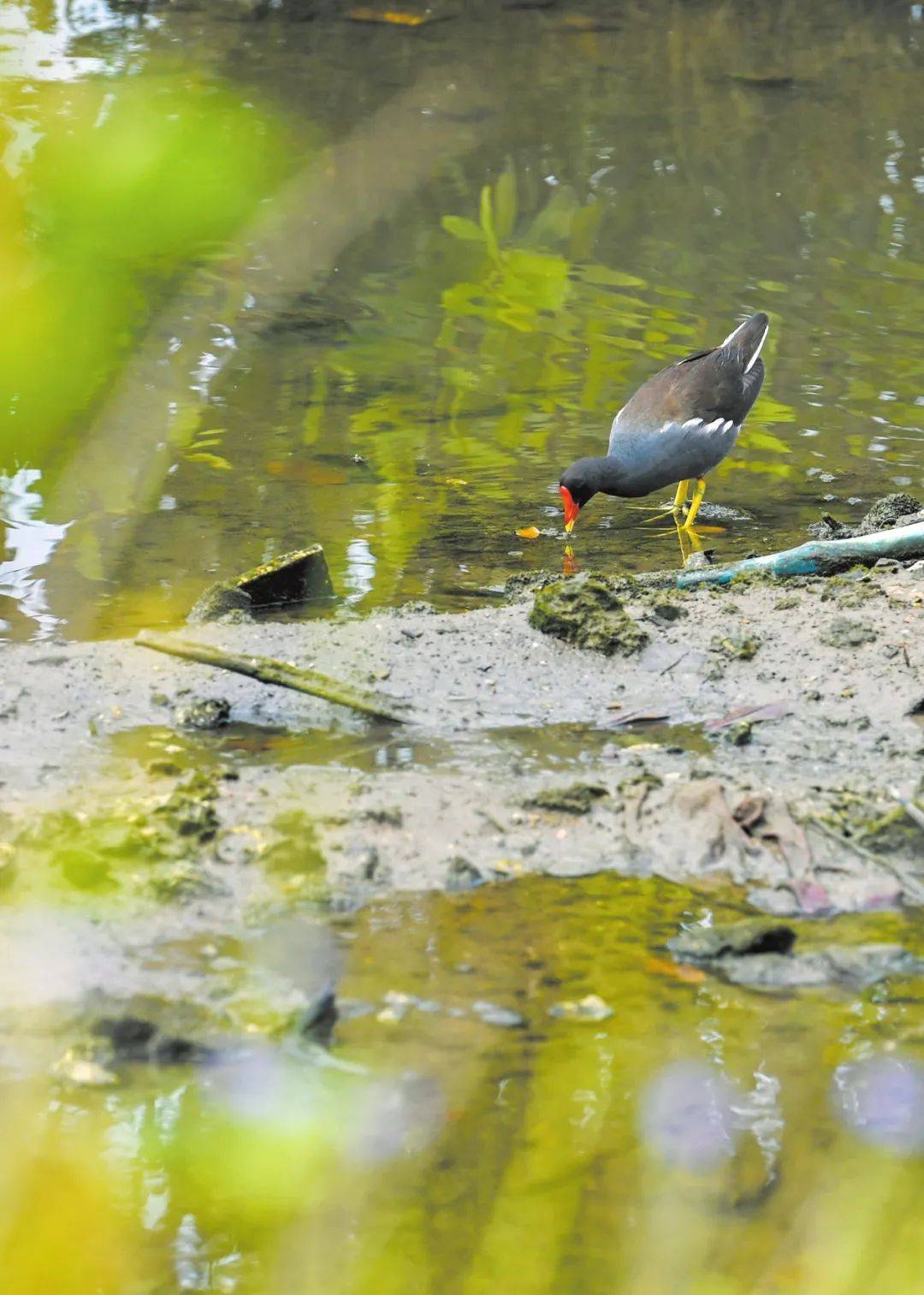 生态文明 | 我在海口,过上诗意生活_保护_湿地_鸟类