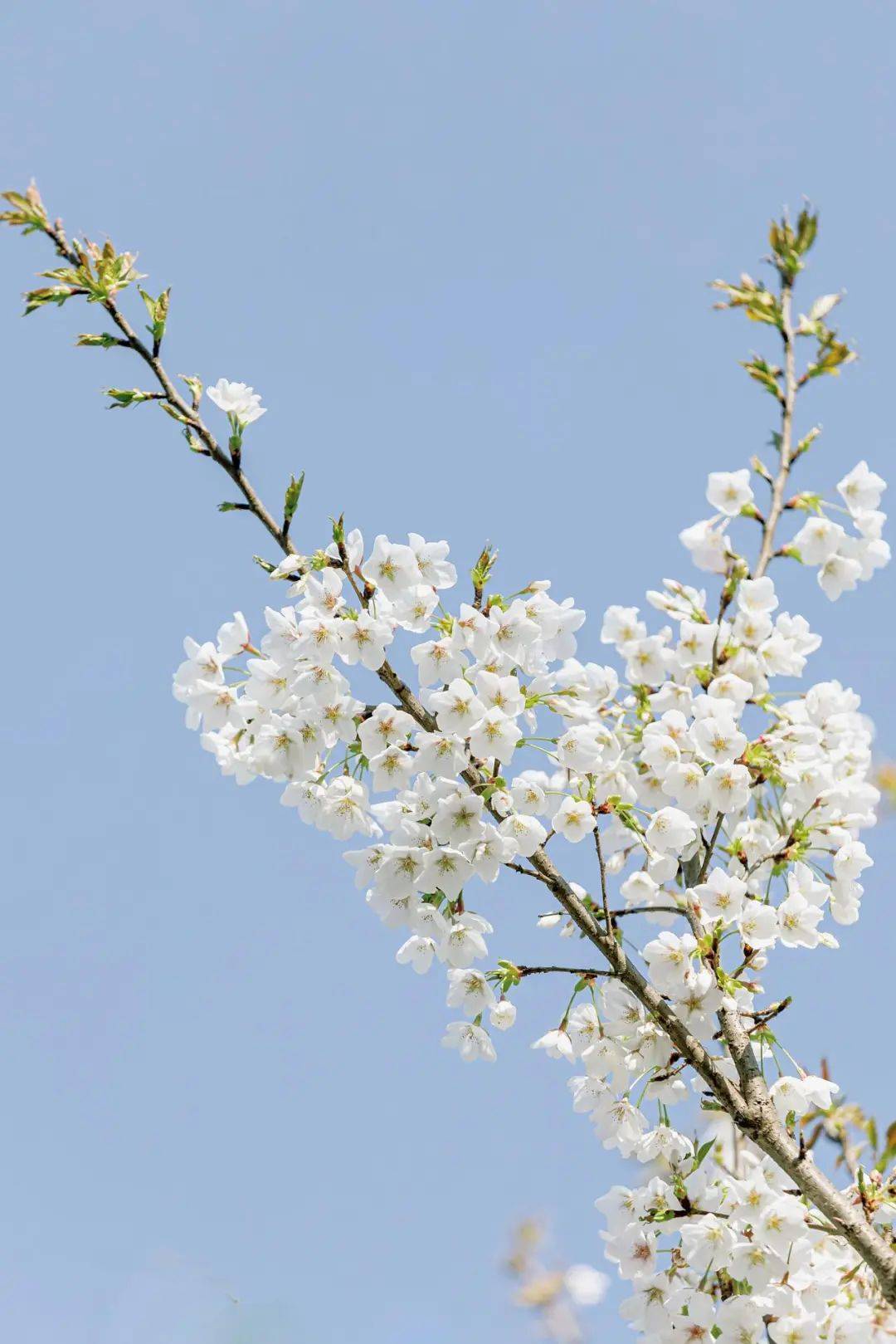 据说它的故事,不止在钱塘……_梨花_梨园_梨树