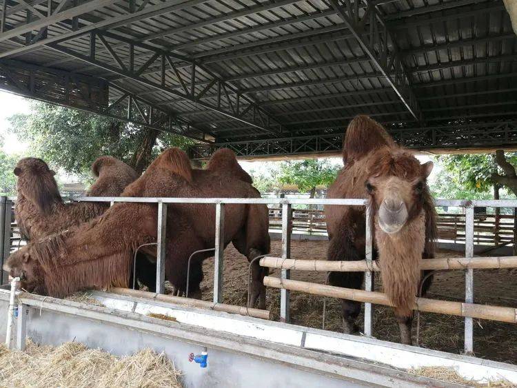 旅游景区坐落在平南县工业园,占地1300多亩,有酒文化生产体验,动物园
