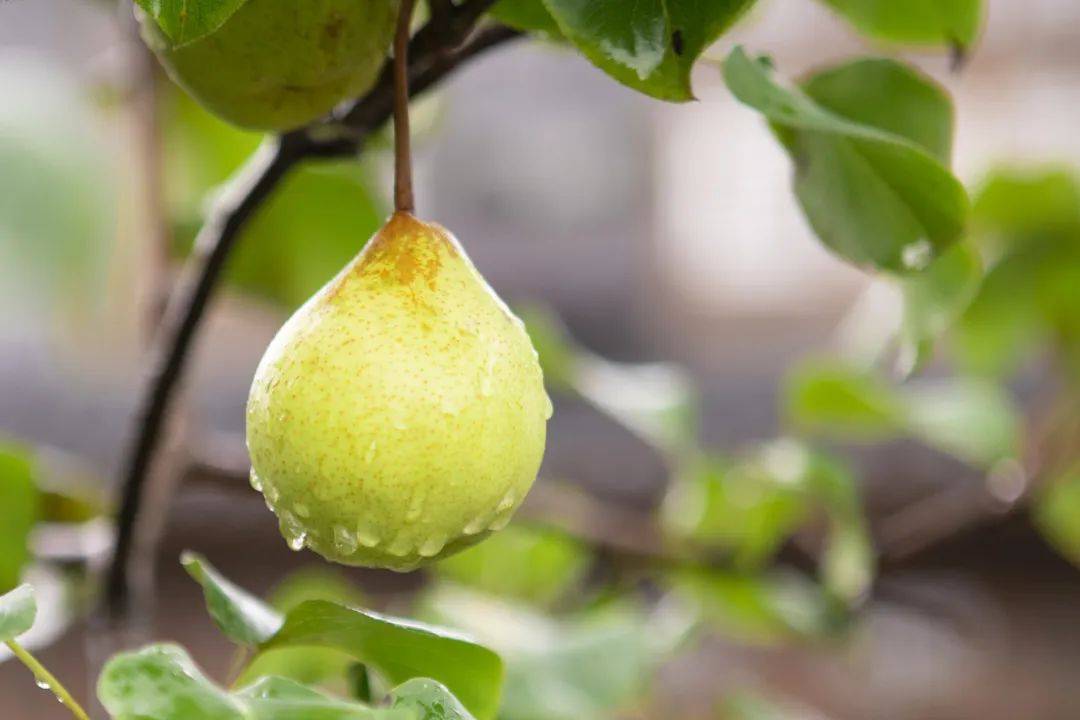 据说它的故事,不止在钱塘……_梨花_梨园_梨树