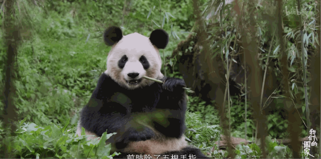 8!这部新片太美了,中国独有,一集封神