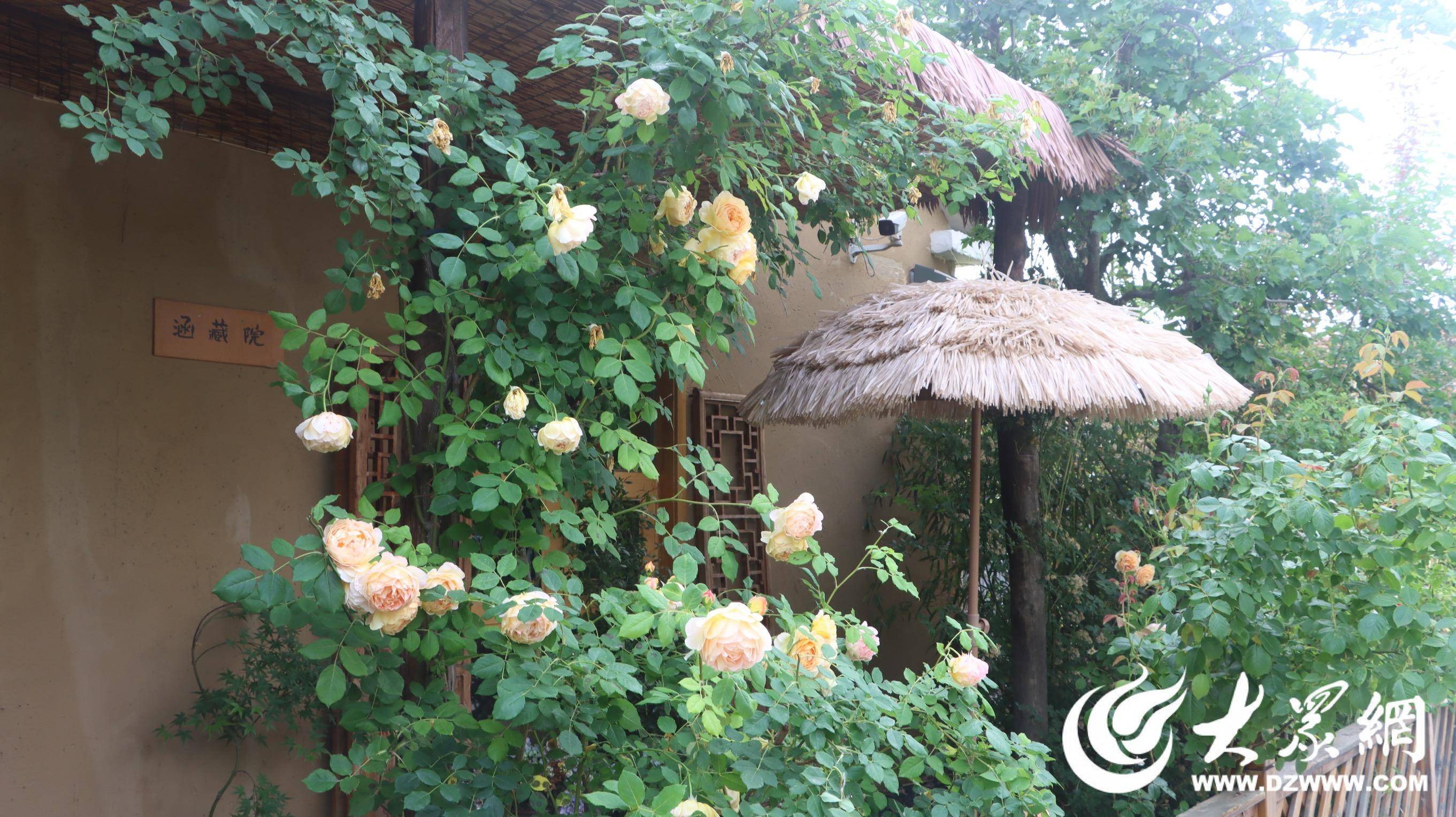 初夏时节 日照高新区河山镇春风十里蔷薇花盛开