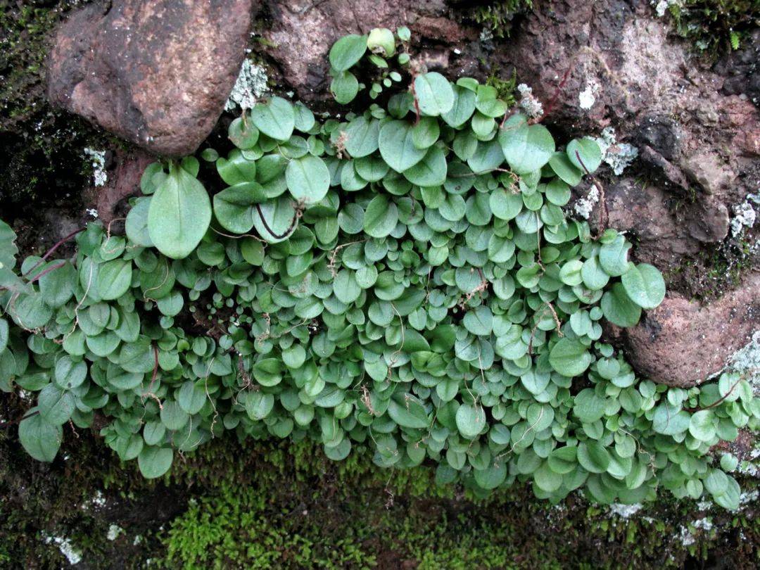 宁波丹霞,珍稀岩生植物聚宝盆