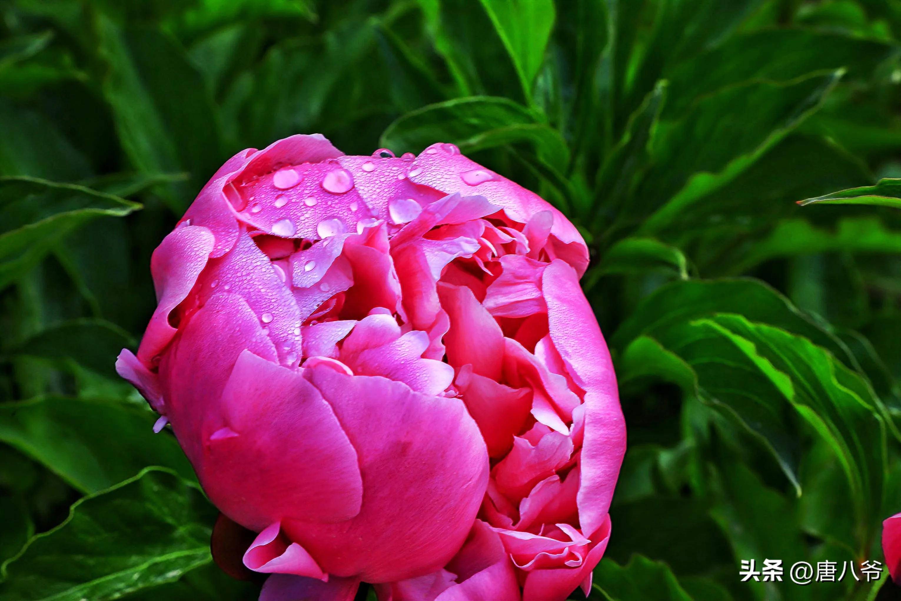 红花映绿叶,浓艳似霞彩,在春末夏初,芍药花开红红火火