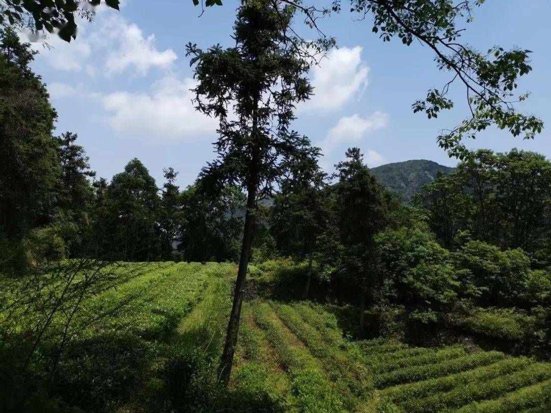 【云溪山人游记】雁山桐花开(一)灵岩_莲花洞_谷口_旅游
