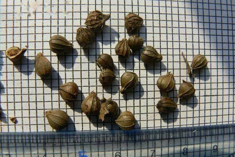 至今无法自然繁殖,我国曾将它送到太空育种_普陀_种子_授粉