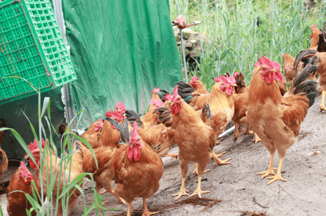 4万只鸡苗!遂昌县慈善总会多措并举强产业促共富