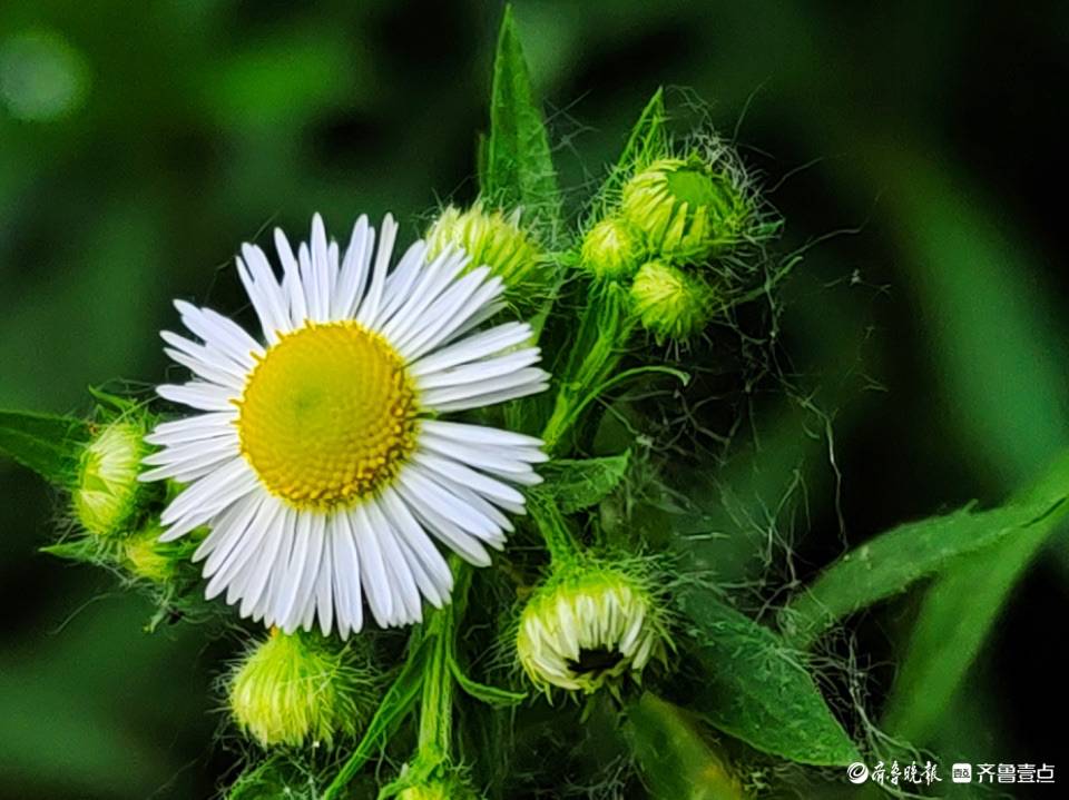 一年蓬花小动人,清新亮丽_文化广场_马头镇_绿化带