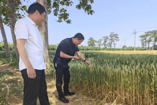 早策划,早准备,早行动!禹州市文殊镇:备战"三夏" 促丰收
