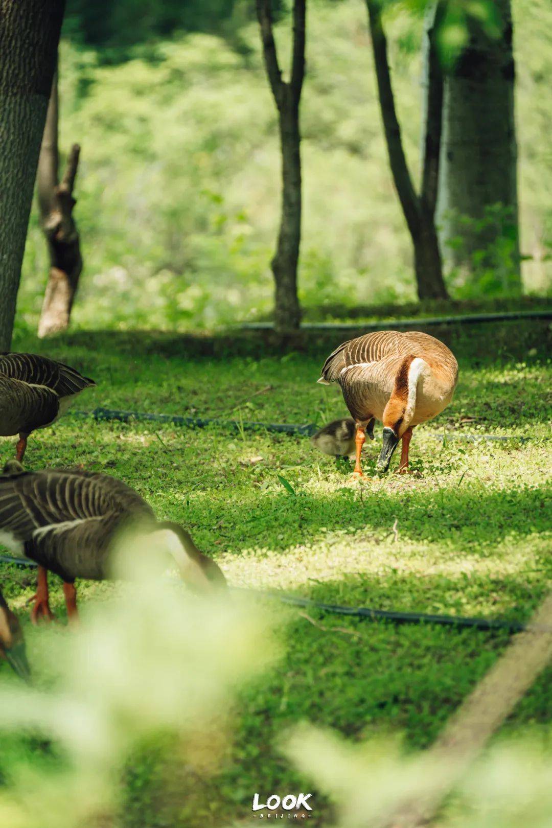 不藏了 · 北京最被低估的小众公园_自然_黑桥_夏日