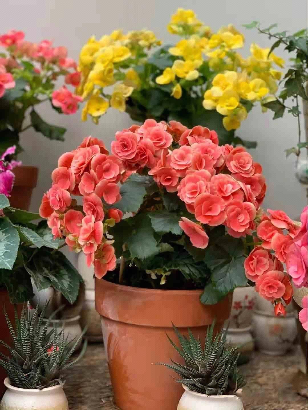 丽格海棠怎么养?做"3点",一直开花,花大又艳就像"玫瑰花"