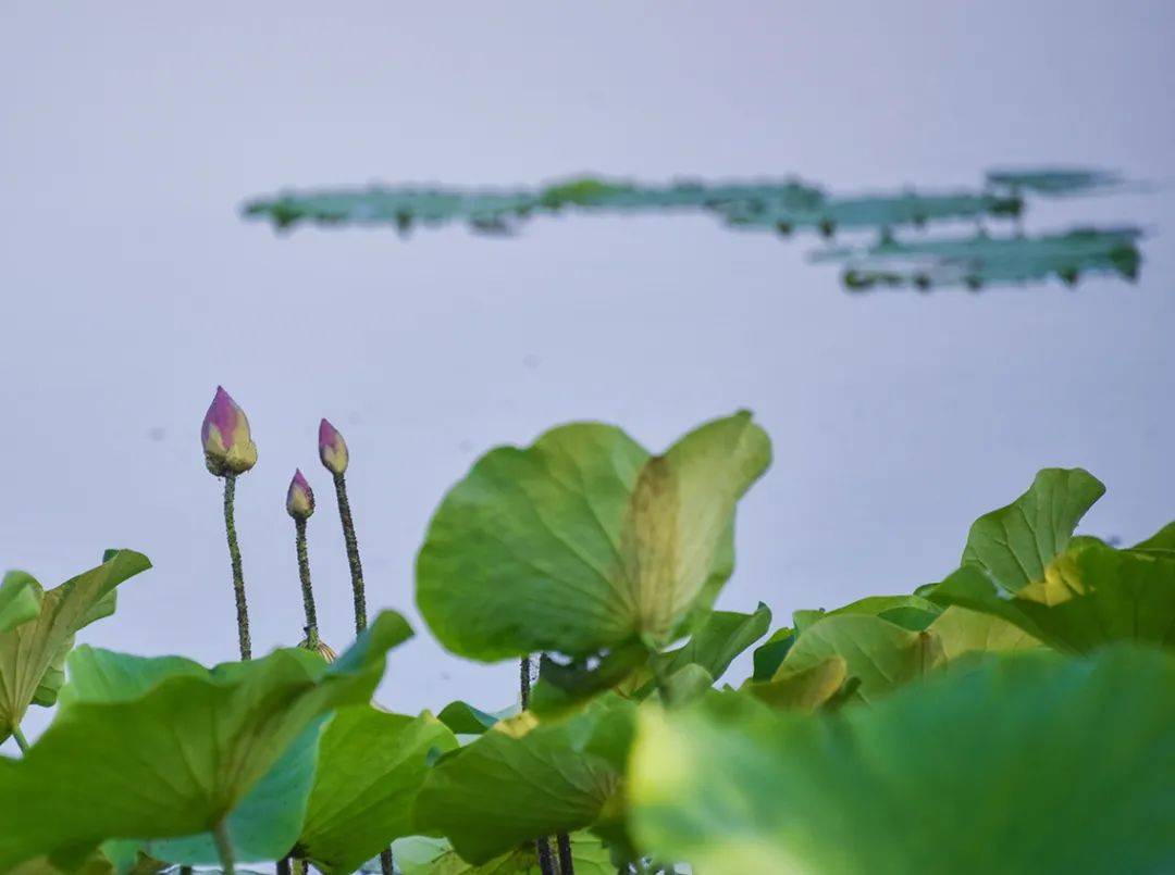 明光南湖公园图片