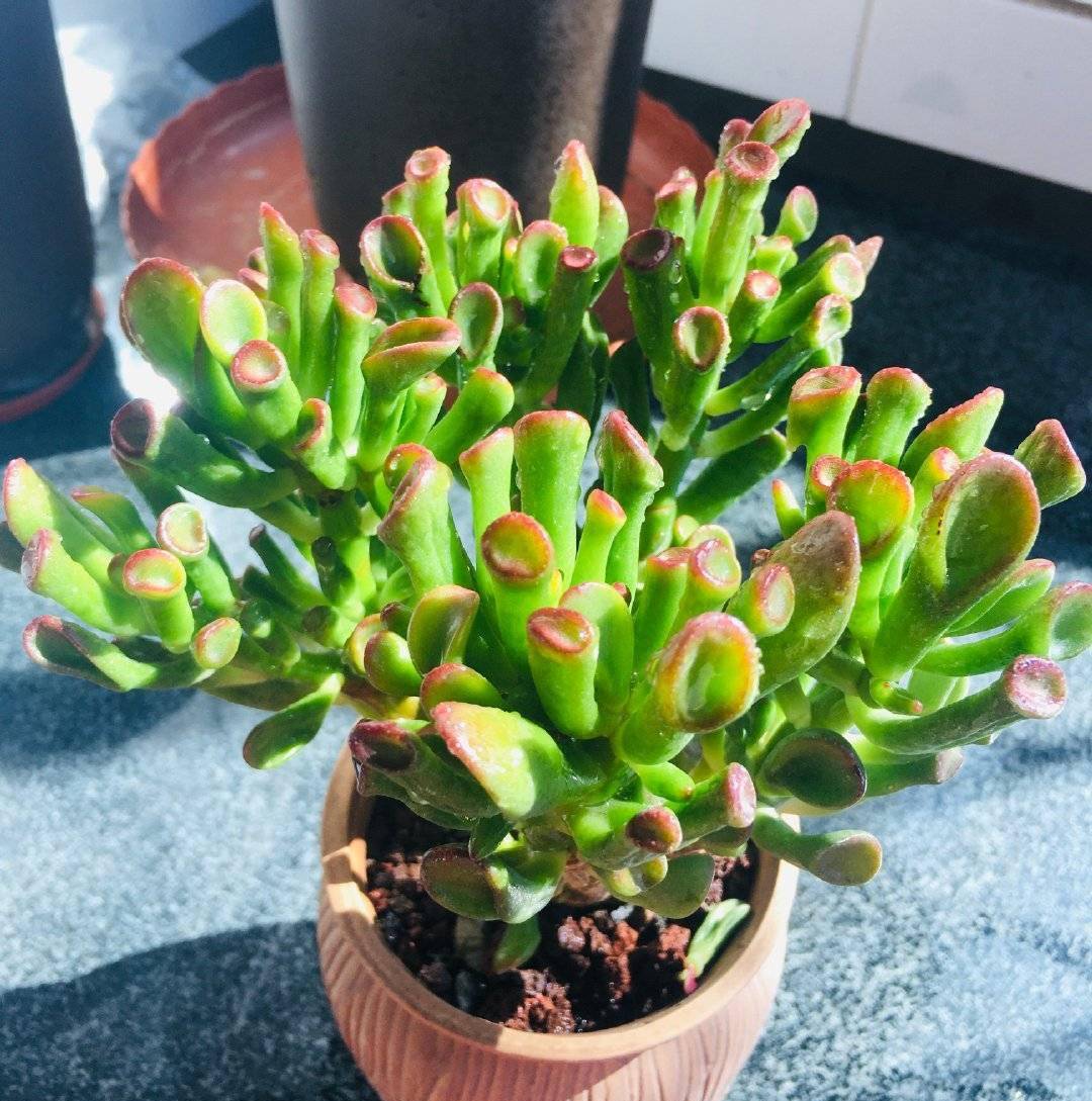 吸财树怎么养?简单3步,枝叶繁茂,颜色漂亮,变成茁壮的老桩