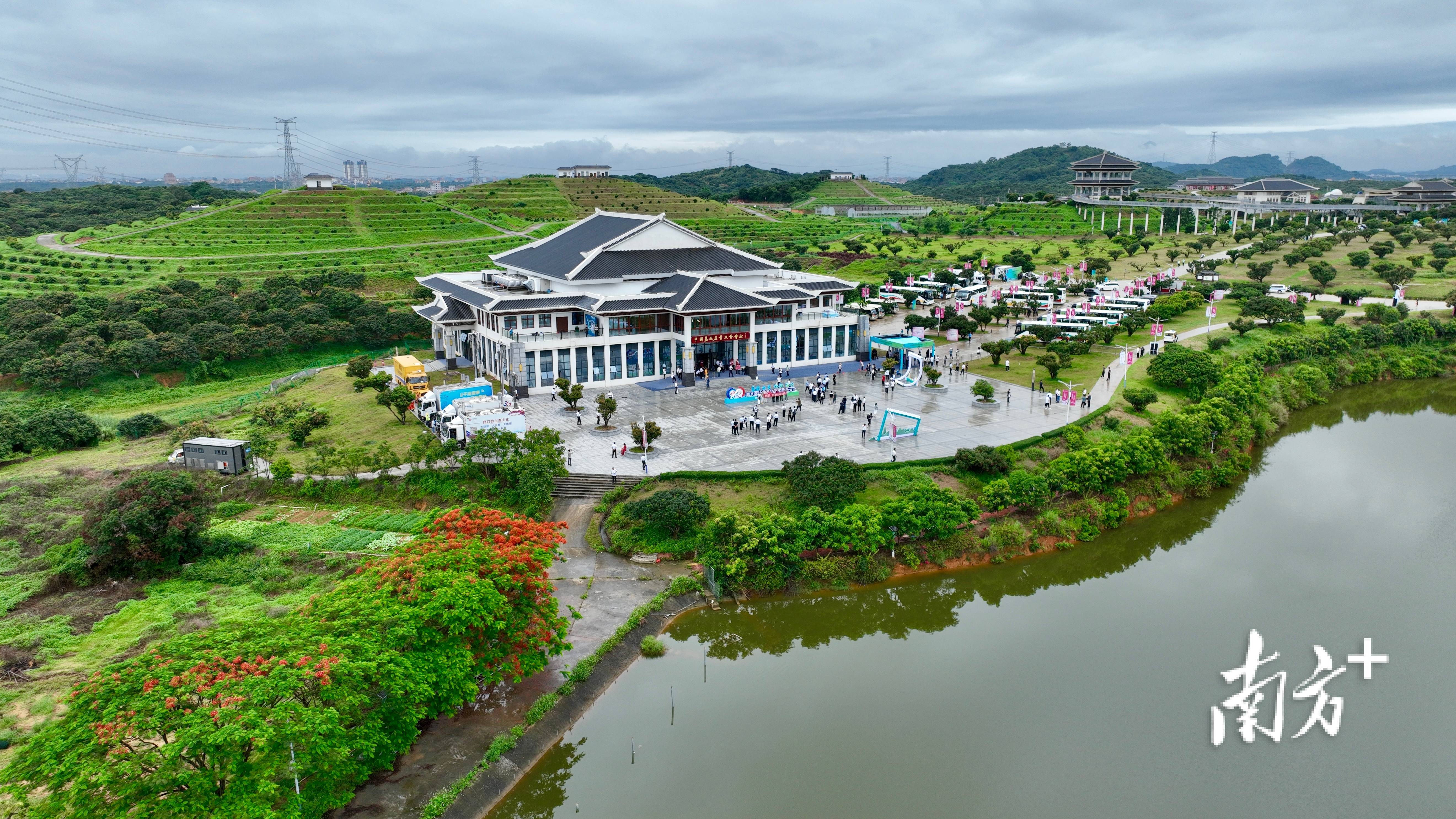 一周精读|工业升级看新城力量,荔枝购销市场"热"_茂名_详情_高州市