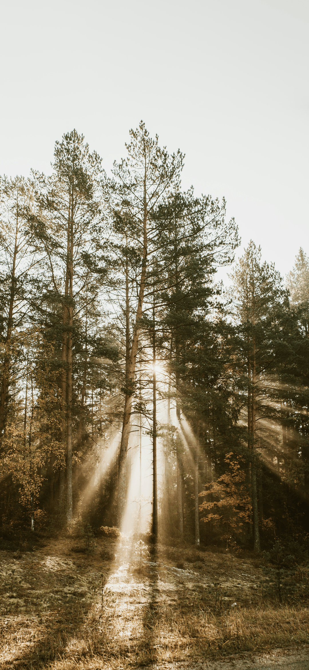 插画壁纸 高清ios景深壁纸