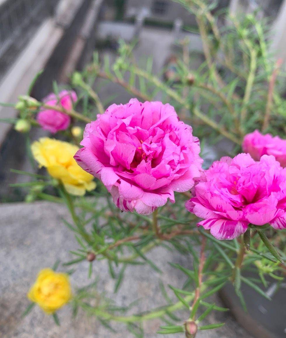 夏天有什么花开花图片