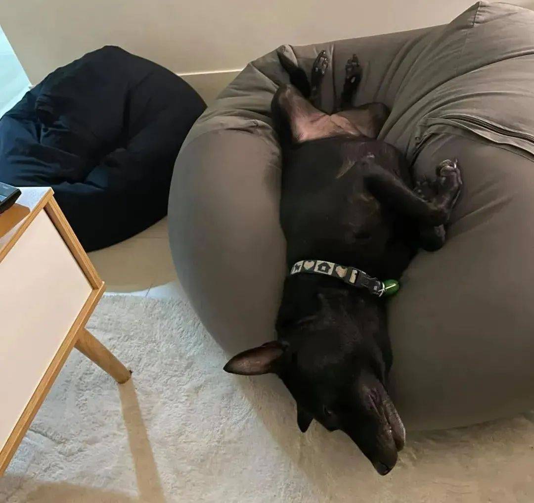 妹子买了一个懒人沙发，结果第二天……狗子：感谢老铁，怪舒服的！