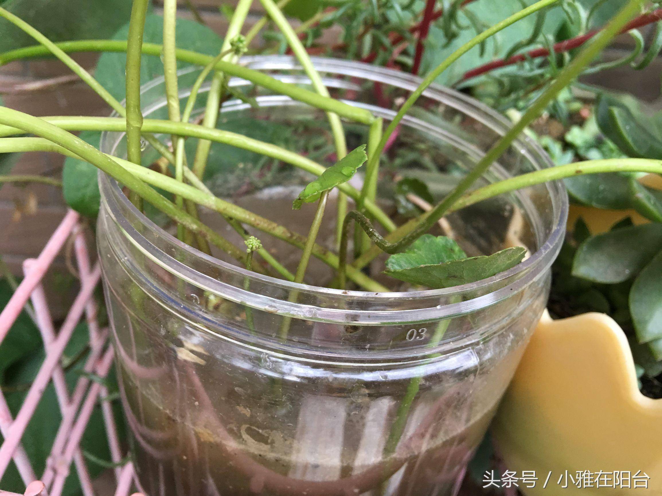 朋友送了一根铜钱草,居然就这样养爆盆了,方法好简单!