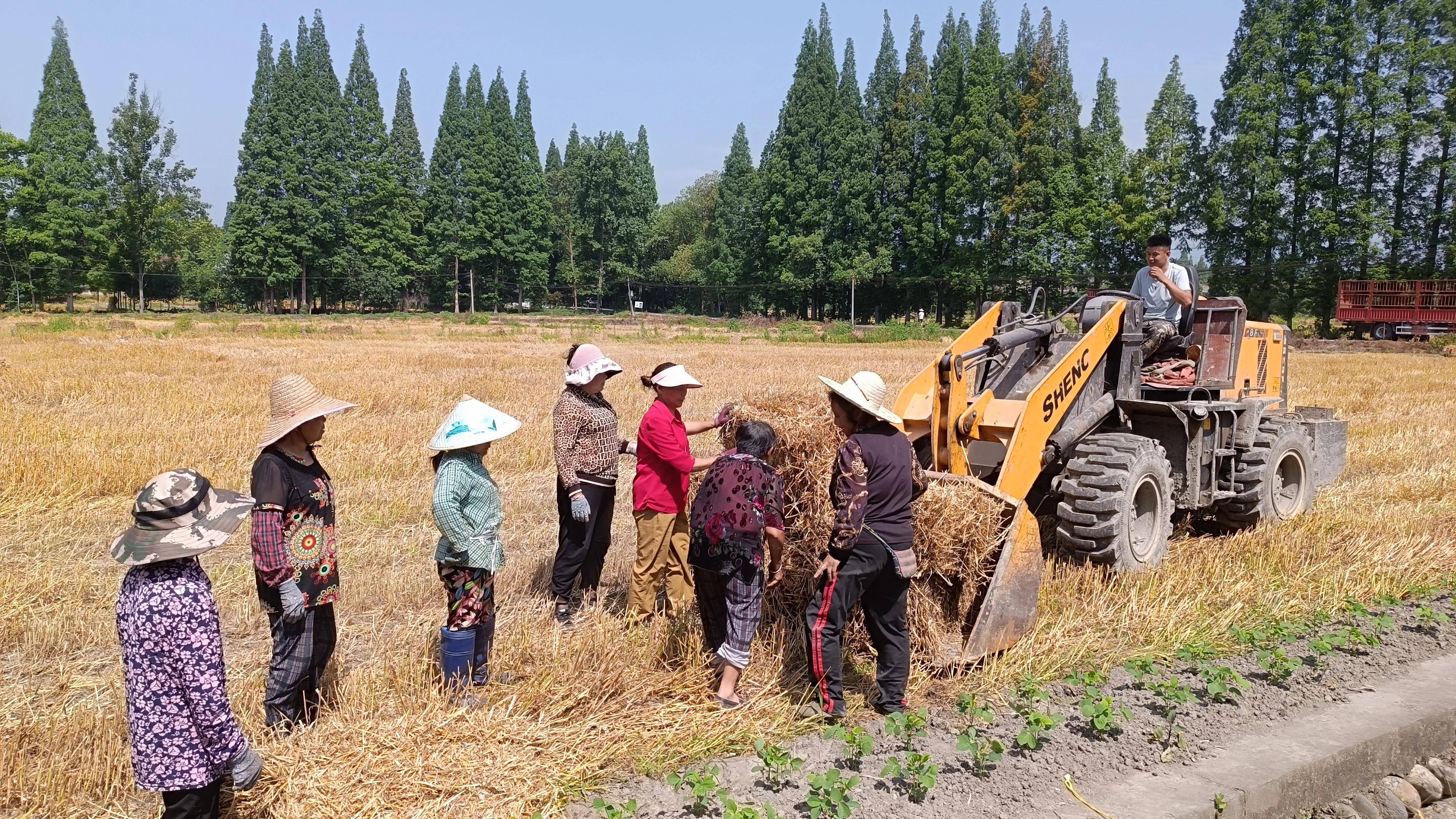 在隆隆的轰鸣声中,机器将小麦秸秆收割吸入,经过旋转,压缩,捆绑