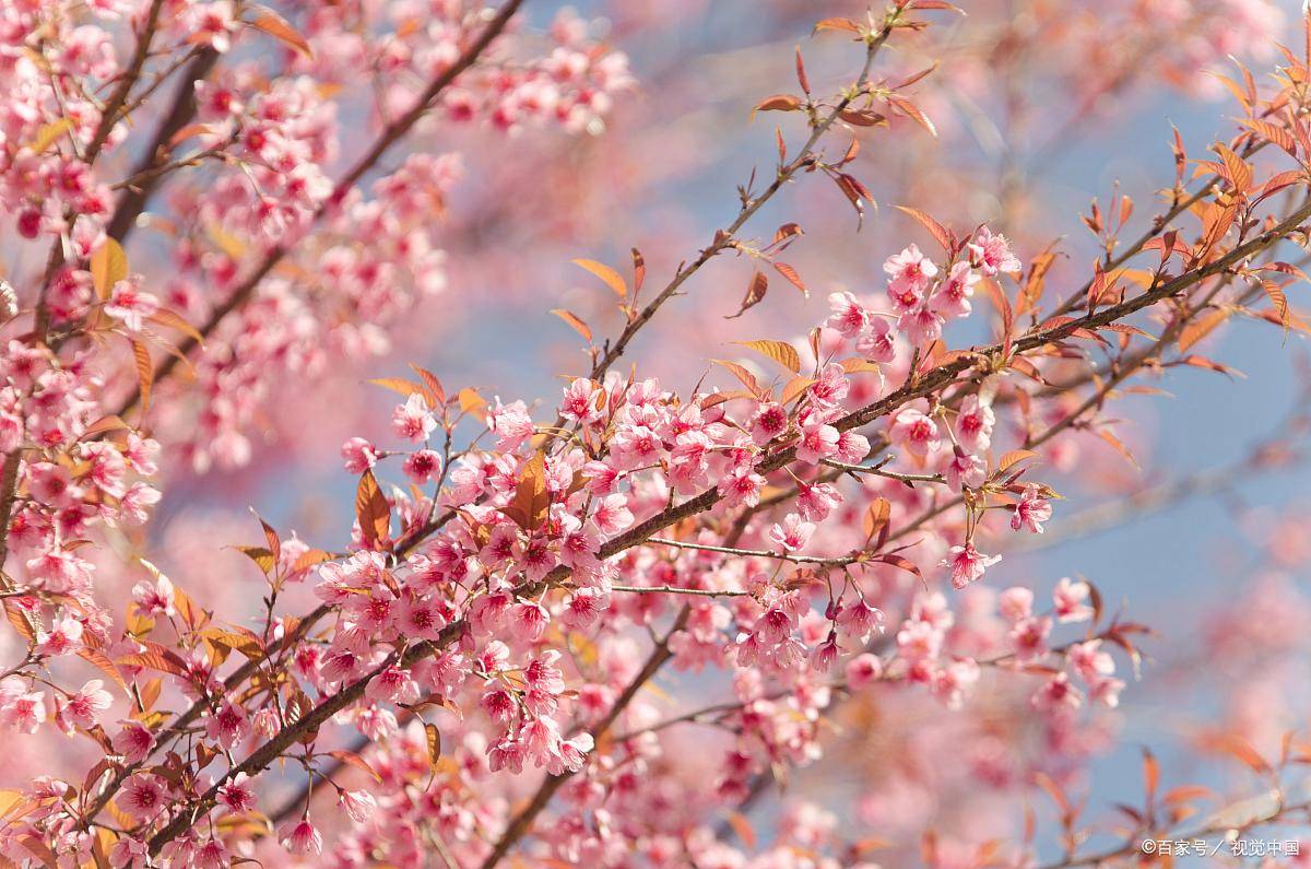 本周桃花运最旺的星座揭秘!快来看看有没有你!