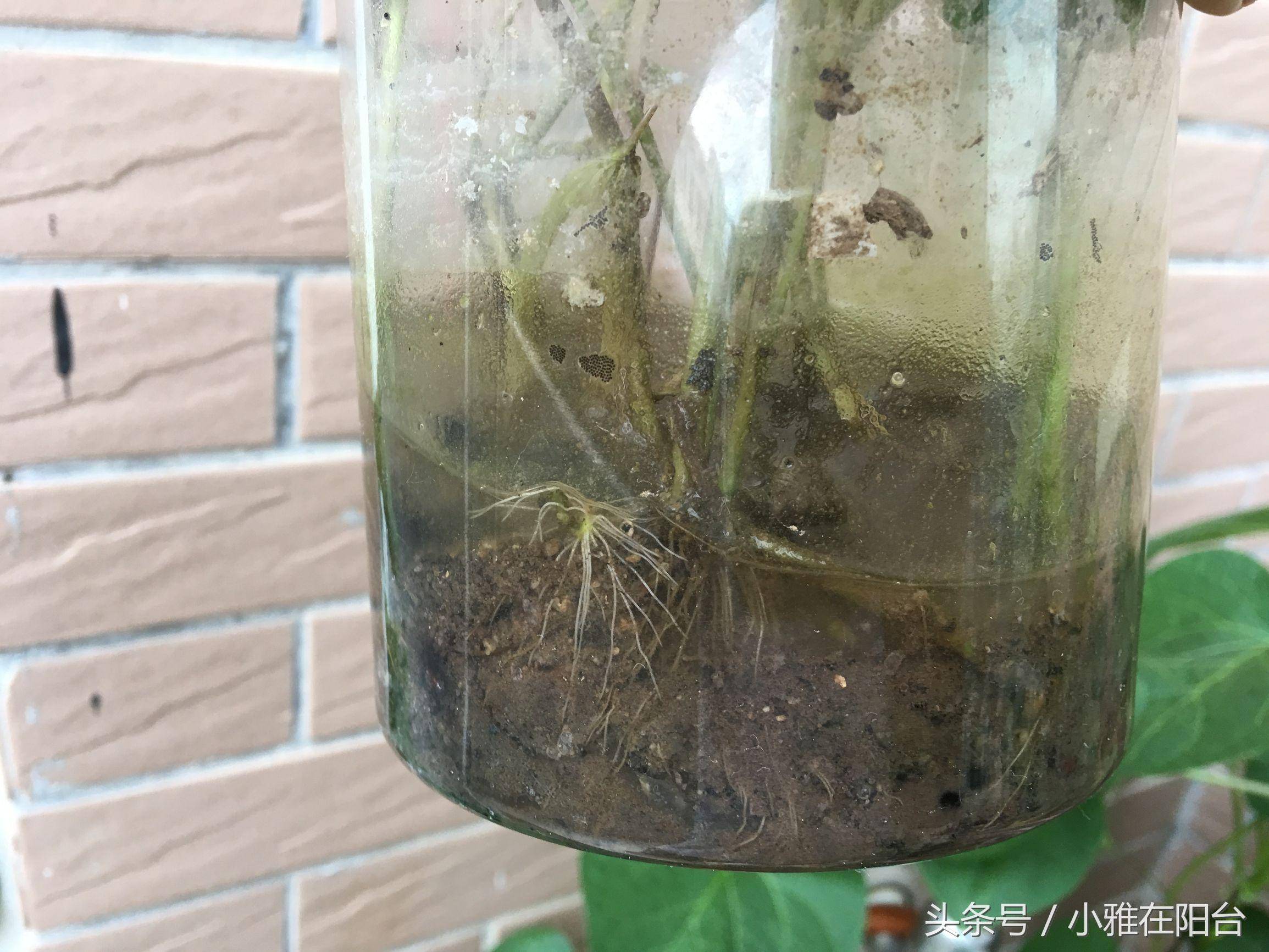 朋友送了一根铜钱草,居然就这样养爆盆了,方法好简单!