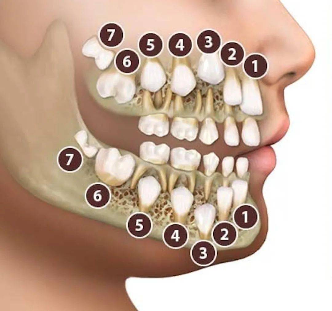 听名字就知道,六龄齿大概在 6 岁左右长出来