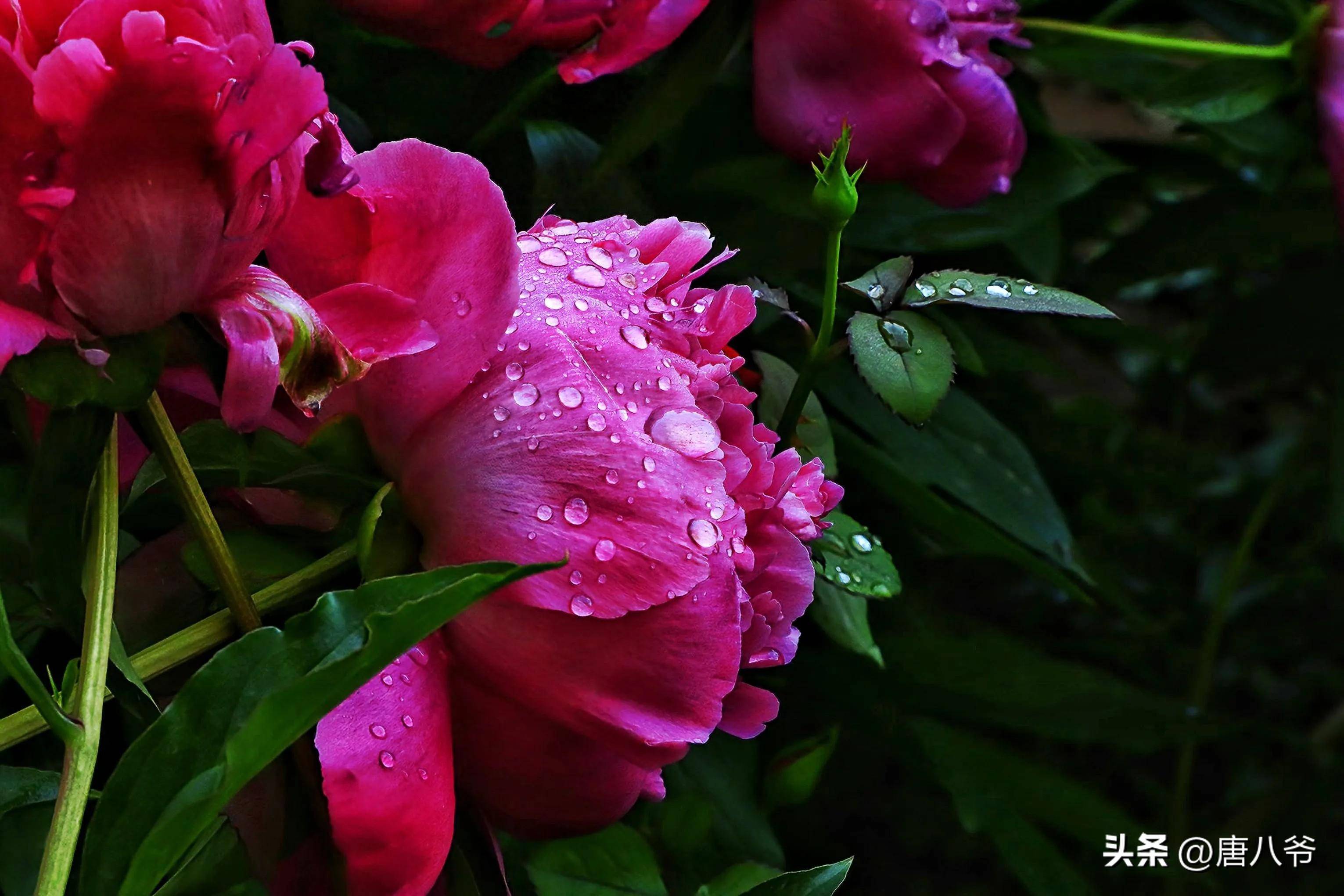 雨后的芍药花,雨滴轻轻的落在花瓣上,清风拂过花蕊间