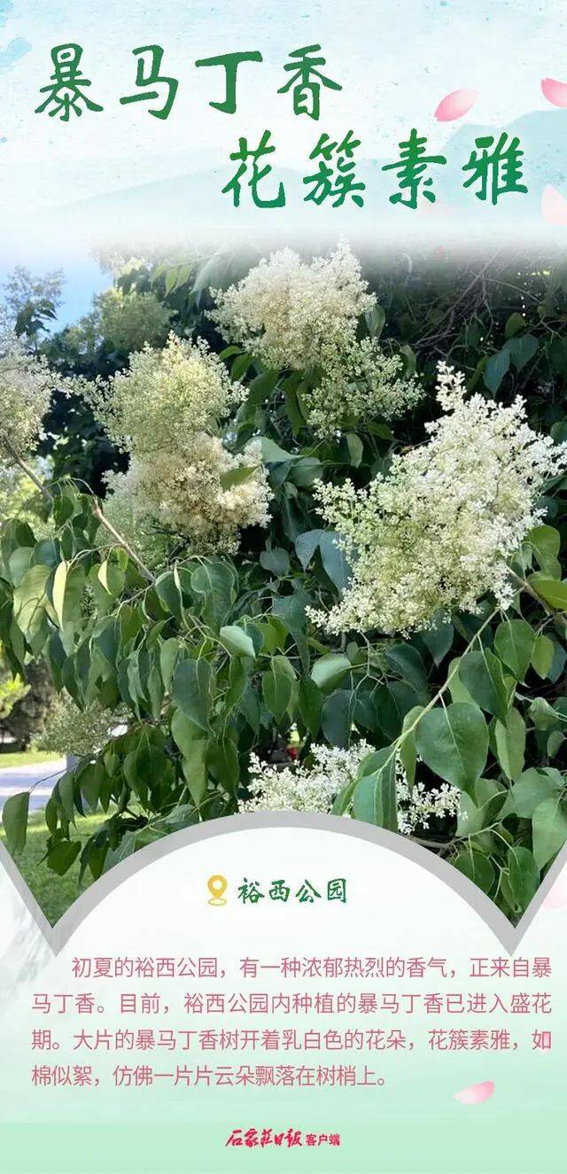 初夏时节花满城