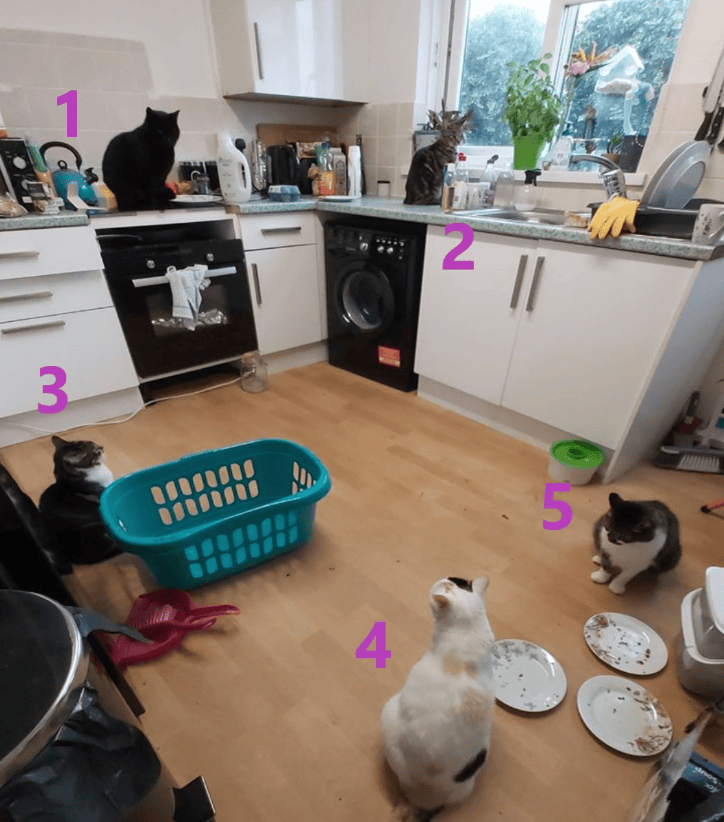 5只猫在厨房开会，主人看呆了，还有2只哪来的？