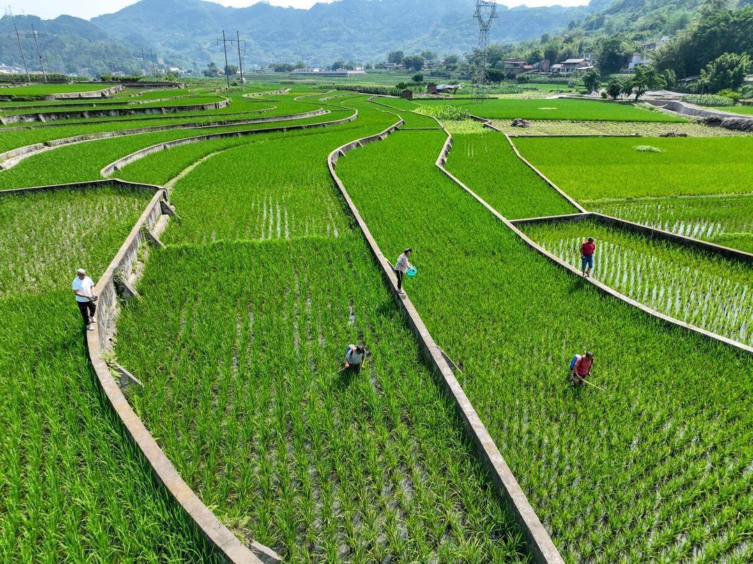 组图|满眼青绿 四川宜宾高县"三夏"时节管护忙_新农村_来复镇_村民