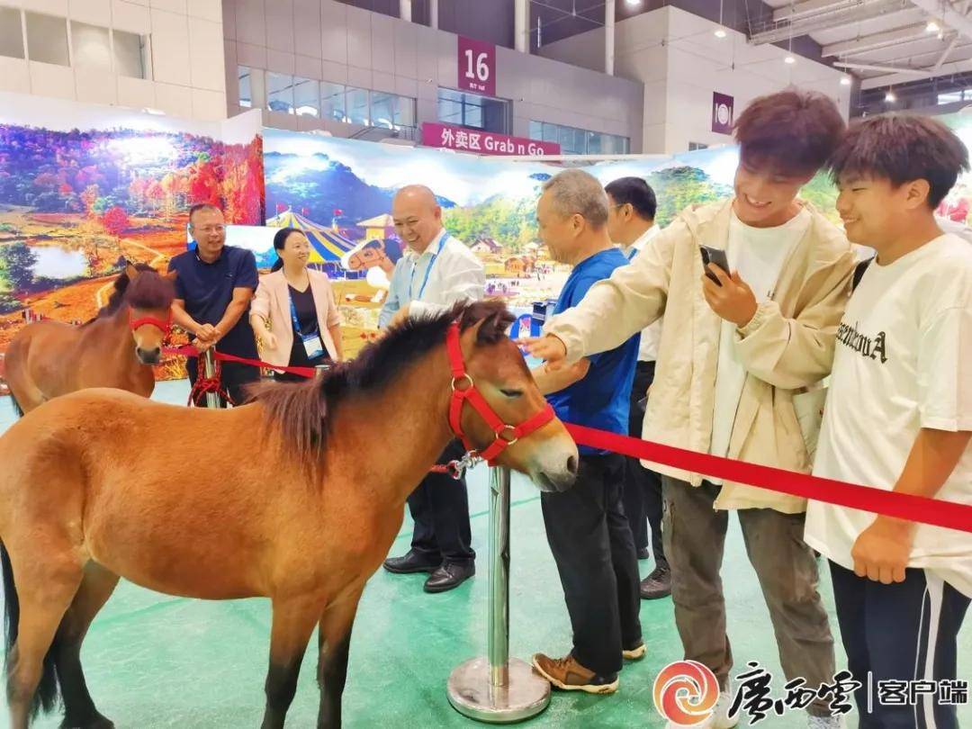 "世界矮马看中国,中国矮马在德保.
