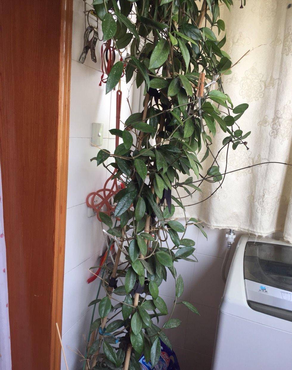 家里养球兰,做好3件事,花苞超级多,花型特别美