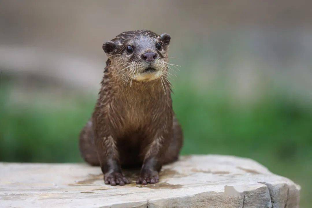 近年来,随着"表情包"在网络上流行,各式各样的水獭表情包也出现在大众