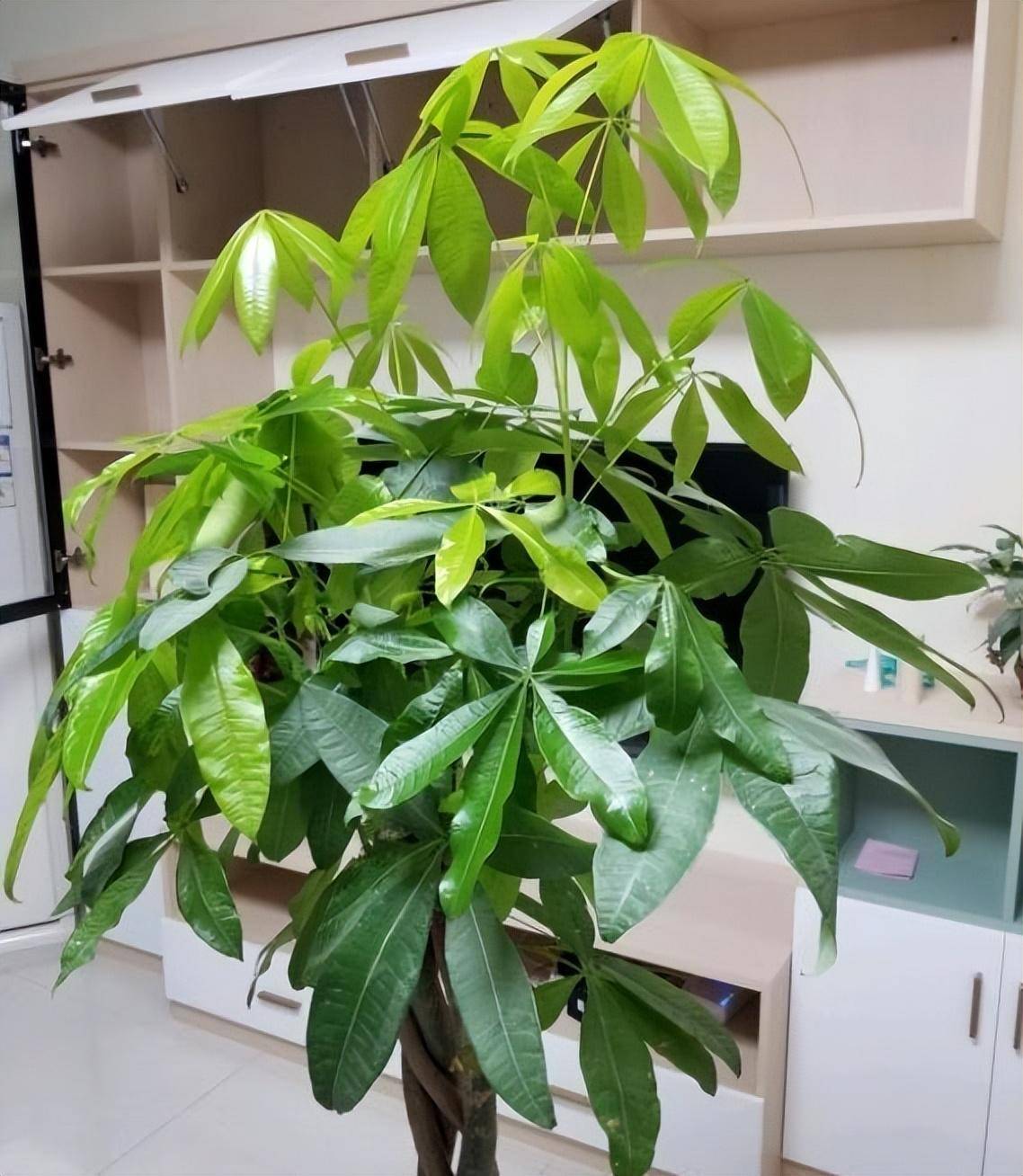 发财树不仅株型漂亮大气,枝叶也非常美观耐看,发财树的植株有的大有的