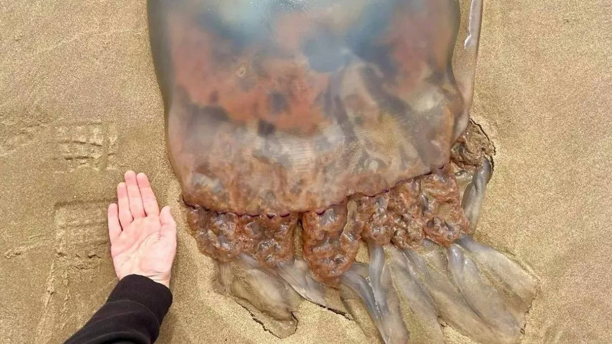 威尔士的巴茅斯海滩拍到了一只有小狗大小的水母和满身长着贻贝的螃蟹