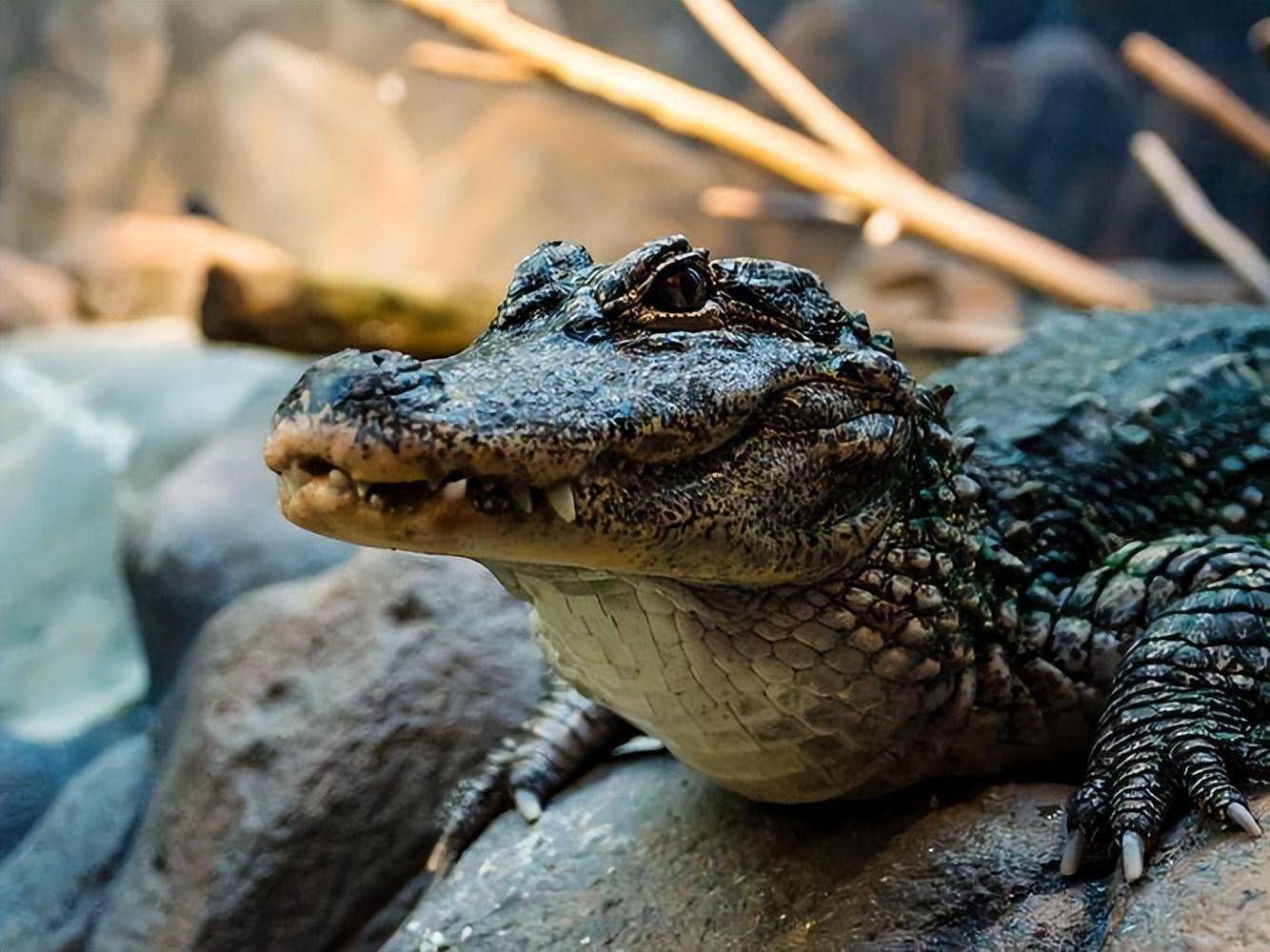 南京游客坐船喂鳄鱼,还推出"人鳄共浴",为何鳄鱼乖乖不伤人?