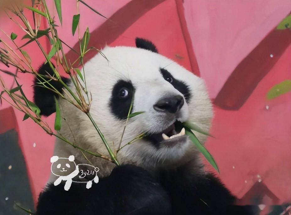 来看看哪只大熊猫,白眼翻得最传神,七仔,秦韵,梅兰,花花