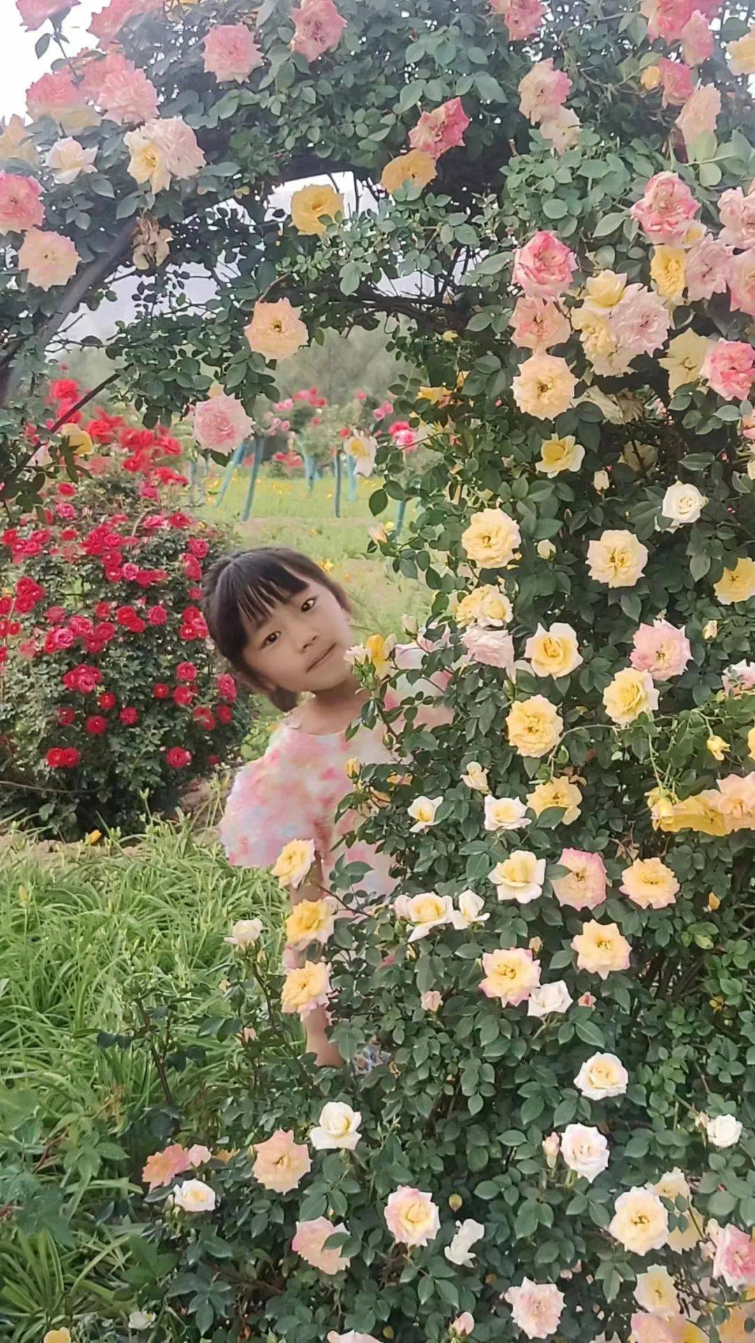 永靖黄河花堤,芬芳馥郁,美在当"夏"_月季花_花香_百合