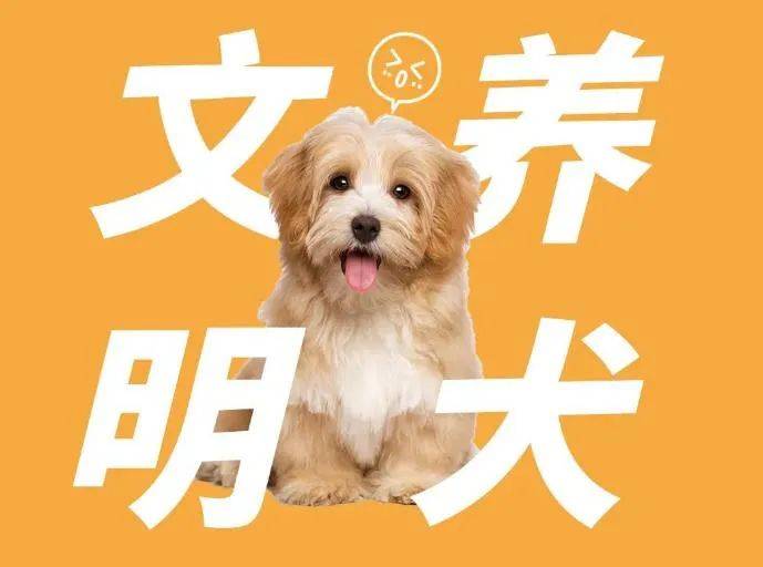 犬时,应当挂犬牌,束犬链,持证牵领,主动避让他人,防止犬只惊吓到老人