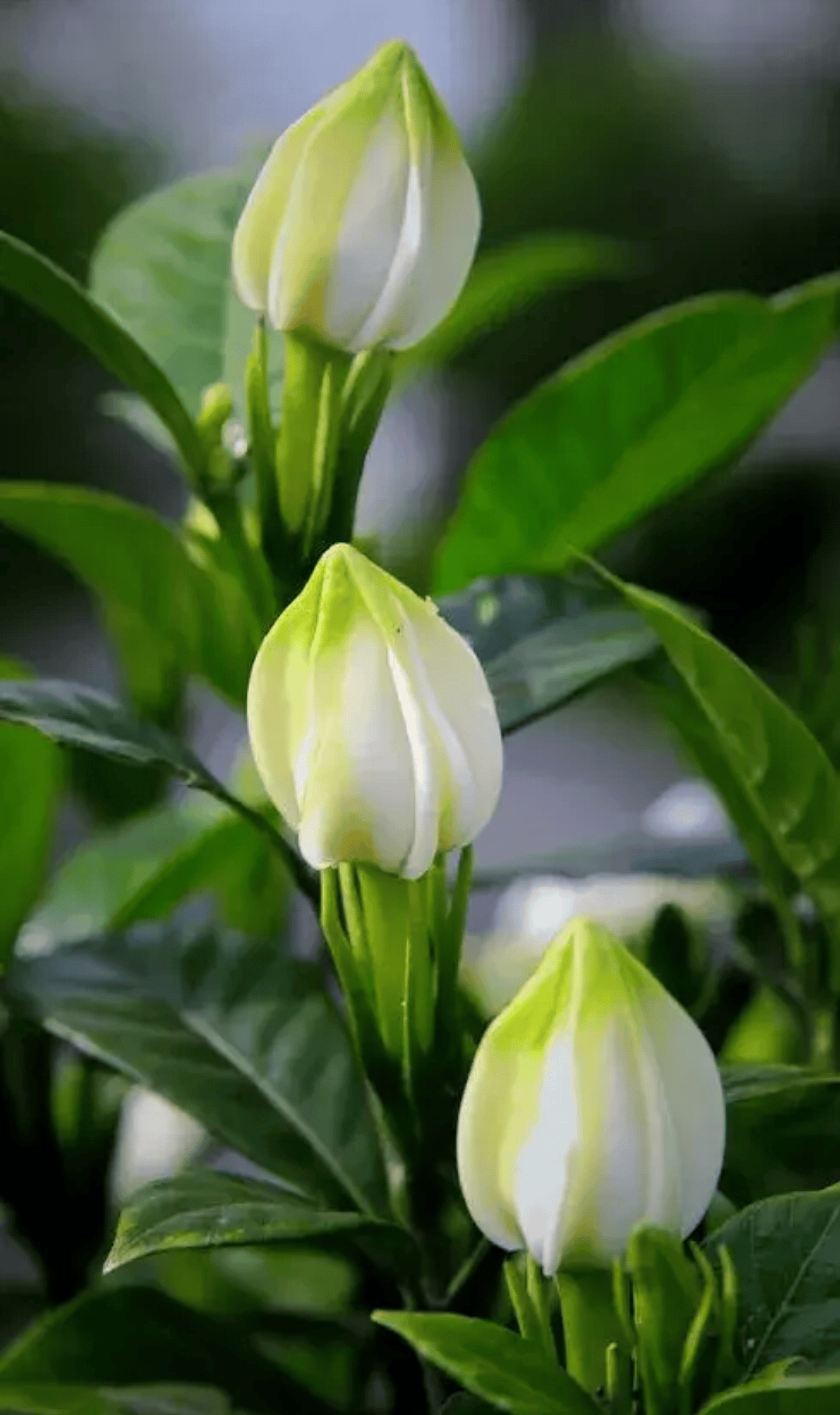 栀子花._花瓣_叶子_香气