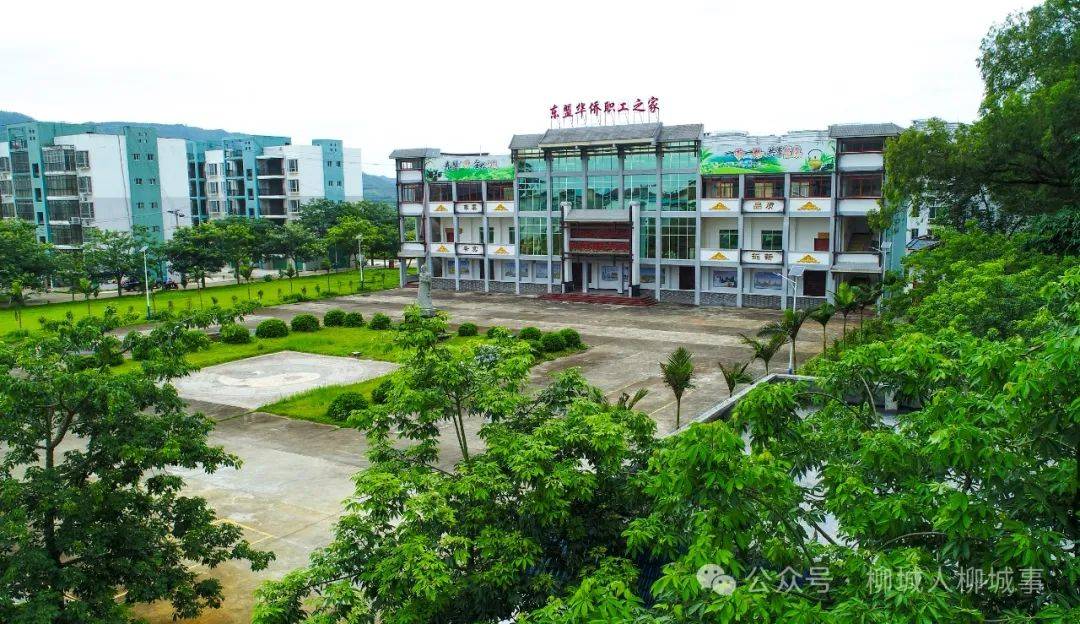 柳城这个人真牛,主持制定柳州地方标准_茶叶_广西_加工