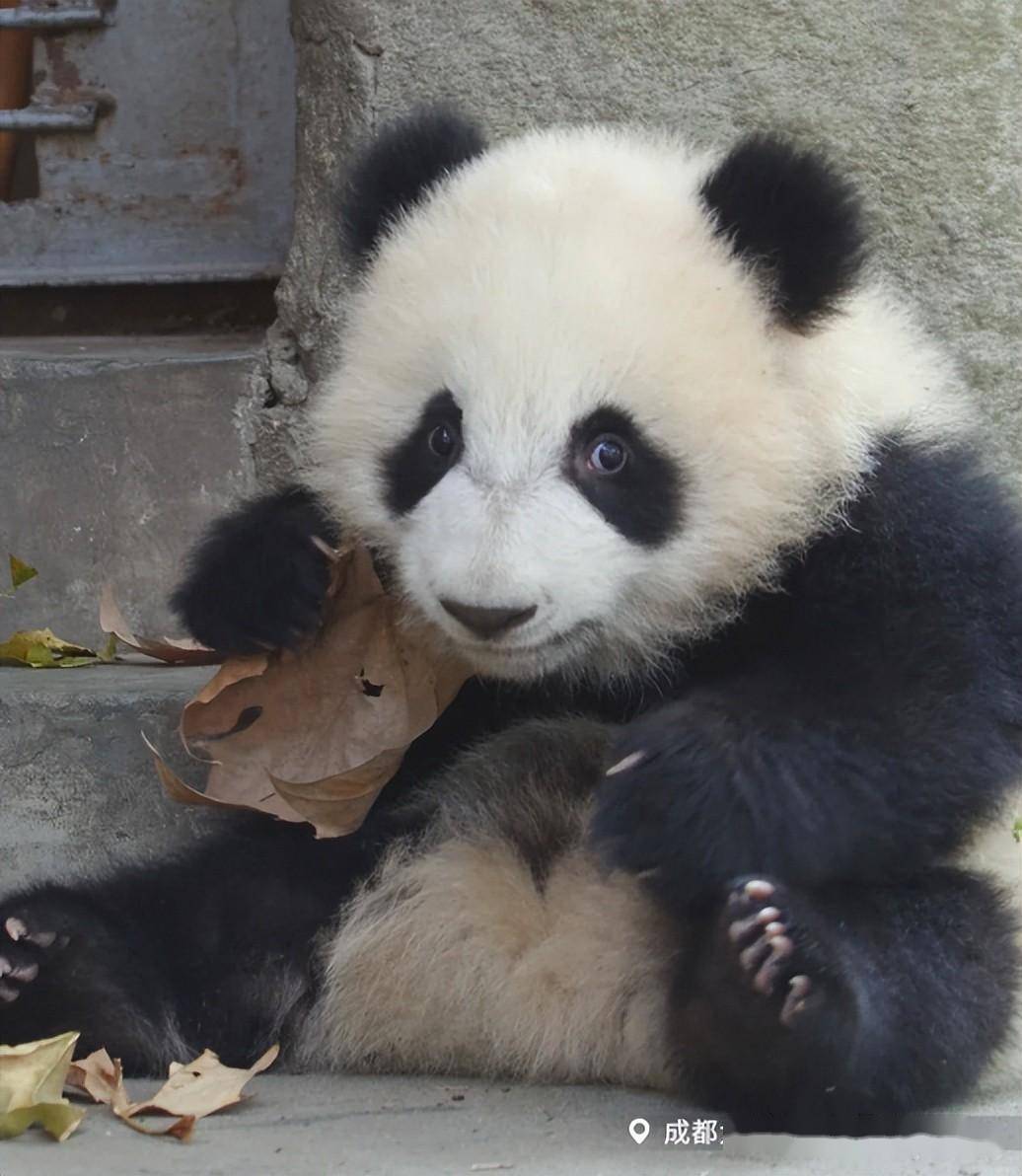 今天是大熊猫梅兰的生日,随手一拍就是大美人