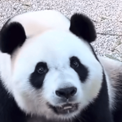 来看看哪只大熊猫,白眼翻得最传神,七仔,秦韵,梅兰,花花