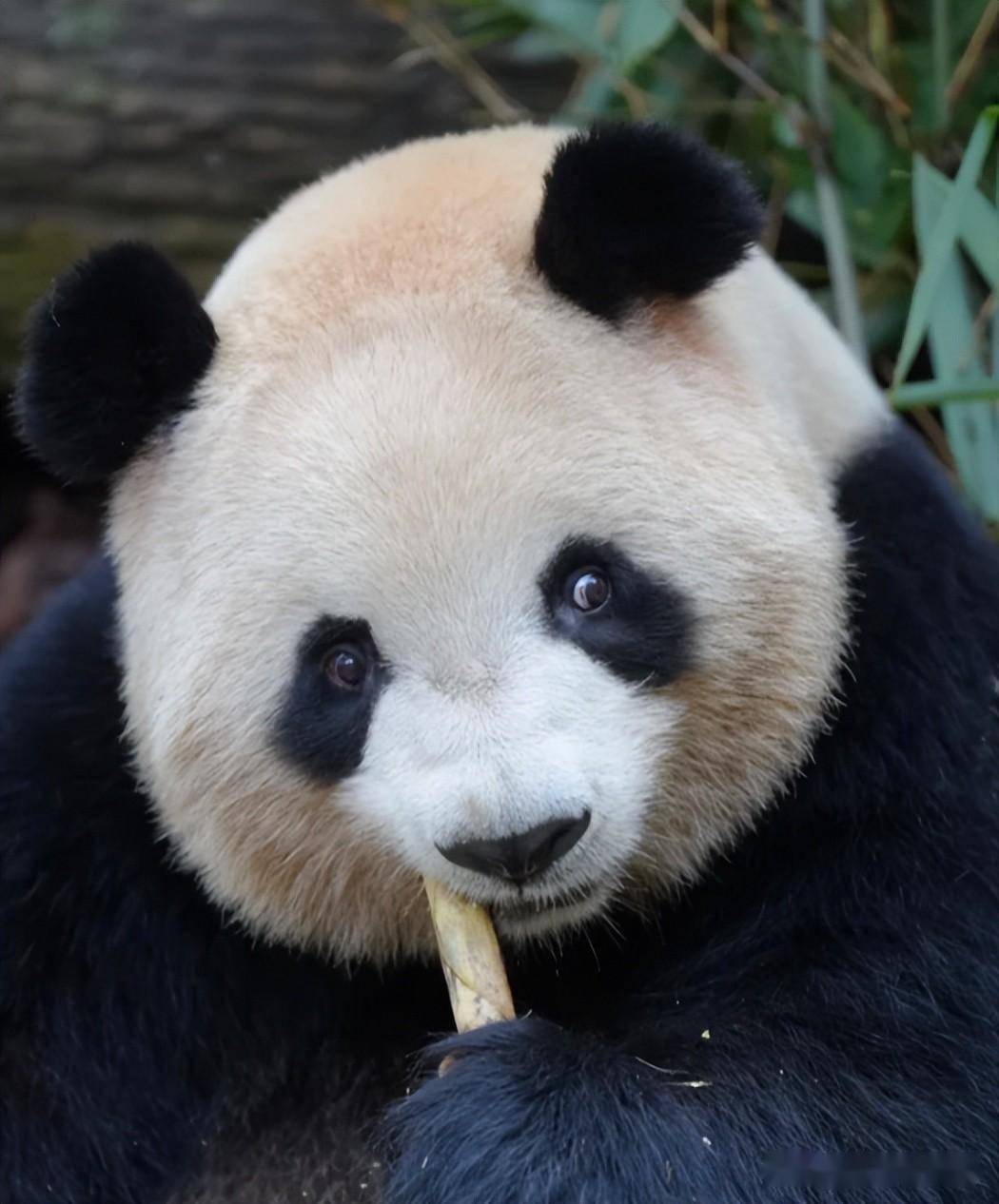 2024年5月29日,今天是大熊猫梅兰的生日,随手一拍就是大美人