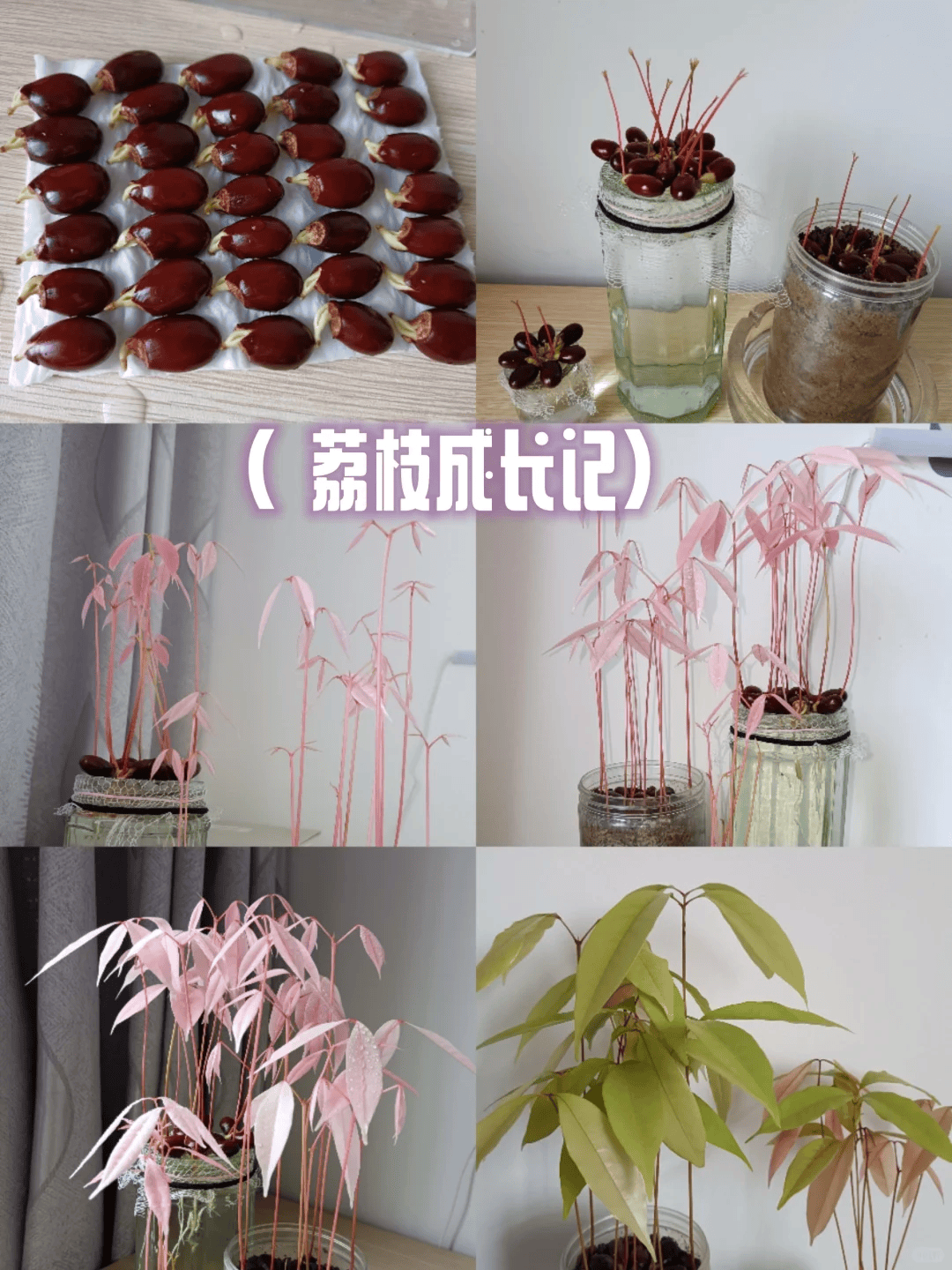 清洗干净牛油果的核,泡水一天后,剥去外皮,再包裹上面巾纸放入密封袋