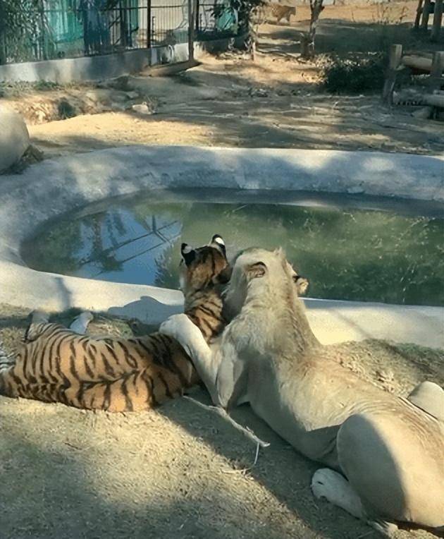 和老虎生下"狮虎兽",结果被狗妈妈收养_时候_物种_动物园
