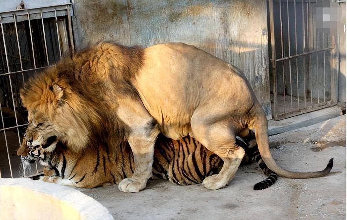 泉州公狮子爱上母老虎,和老虎生下狮虎兽,结果被狗妈妈收养