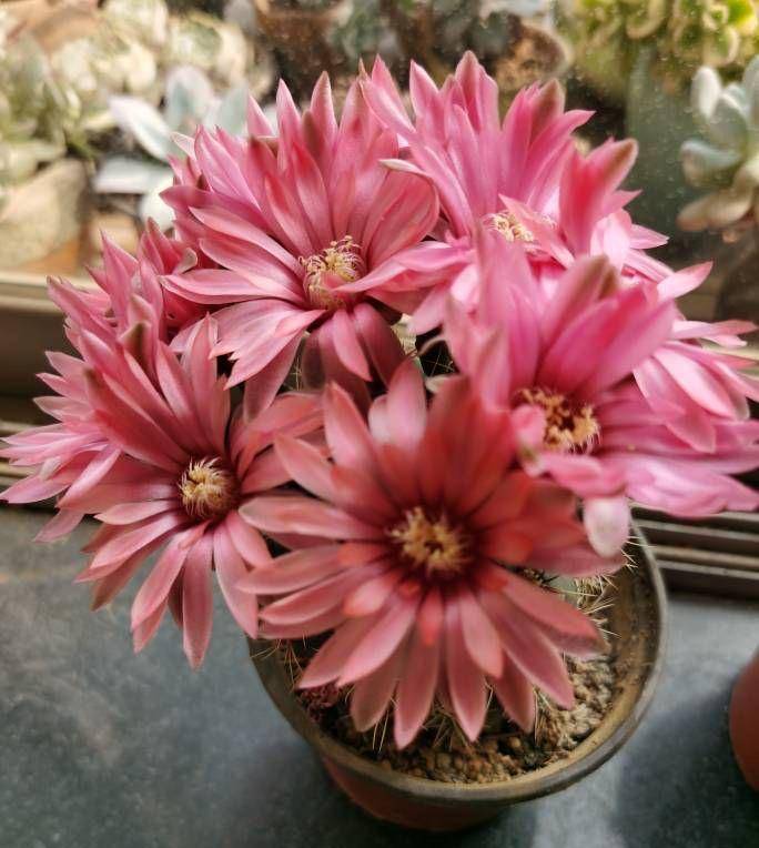 养好绯花玉,记住3点,能开好几茬,色彩鲜艳球体更胖