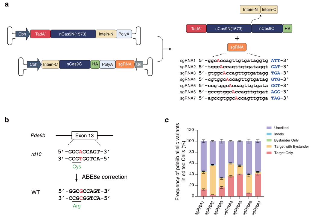 crispr-cas9技术:让基因剪刀还你一片清晰"视"界
