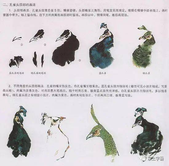工笔开屏孔雀画法_羽毛_头部_着色